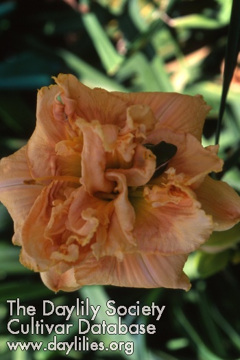 Daylily Fifth Dimension